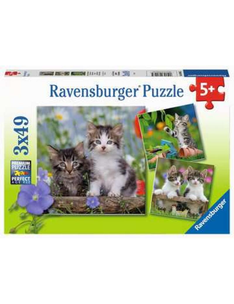 Puzzles 3x49 p - Chatons tigrés