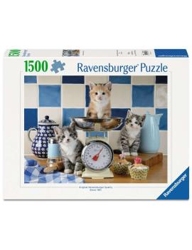 Chatons dans la cuisine